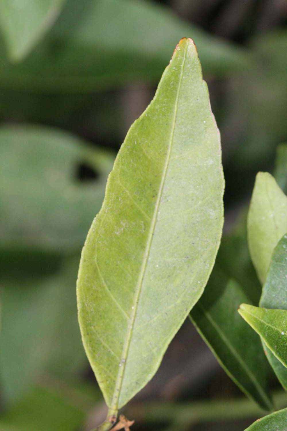              Margin (Riverside, CA)       